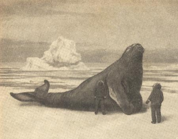 วัวทะเลพันธุ์สเตลเลอร์ ตัวยาว 10 เมตร