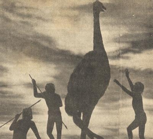 นกโมของนิวซีแลนด์ ตัวสูง 4 เมตร หนัก 225 กิโลกรัม