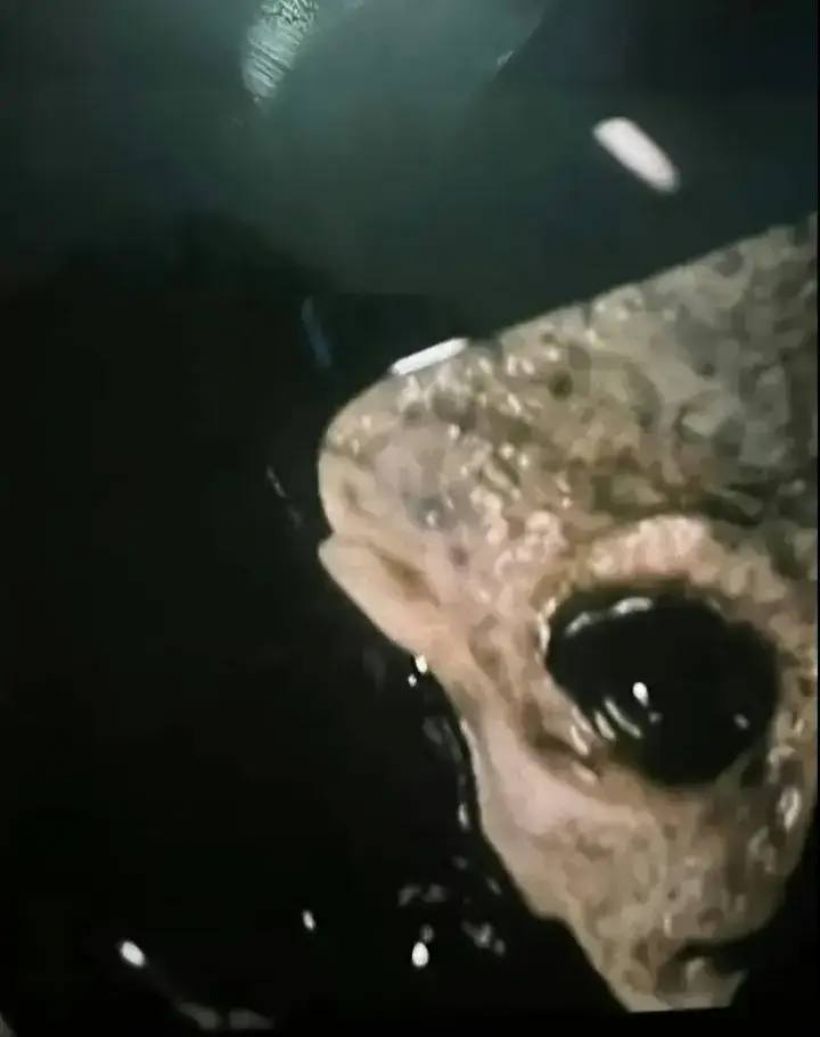 อ้างภาพลับKGBเผยมนุษย์ต่างดาว แต่ChatGPT วิเคราะห์ชัดมีพิรุธ